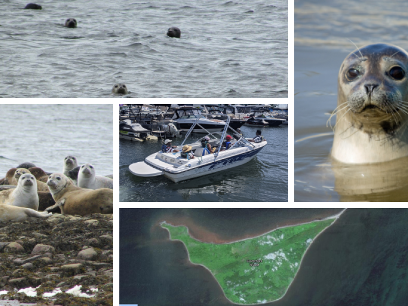 Seal Watching Tours